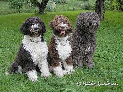 black spanish water dog