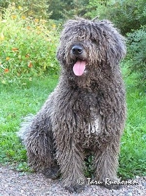 black spanish water dog