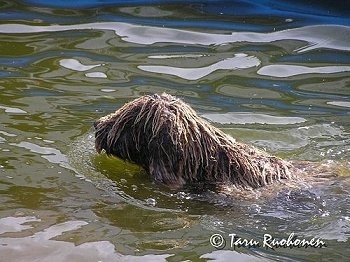 The left side of a brown with white Spanish Water Dog that is swimming through a body of water. It has long corded dreadlocks hair.