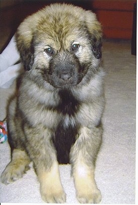 Front view - A fluffy tan with black Sarplaninac puppy is sitting on a carpet and it is looking forward. Its head is slightly tilted to the left