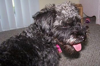 Close up side view - The back right side of a black Schnoodle dog that is looking to the right. Its mouth is open and its tognue is sticking out.