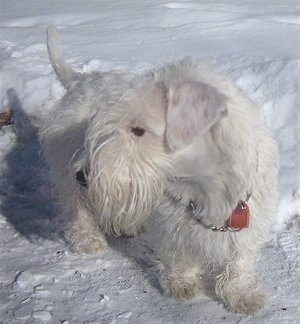 A low to the ground, white Sealyham Terrier dog standing outside in snow looking to the left.