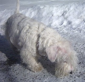 Front view - A short-legged, white Sealyham Terrier dog standing outside in snow sniffing the ground. It has longer hair down its stop, on its muzzle and on its legs.