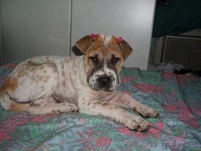 A white with brown and black Chinese Shar-Pei puppy is laying across a bed and it is looking forward. It has a big square head with small fold over ears with tan and black spots on its white areas.