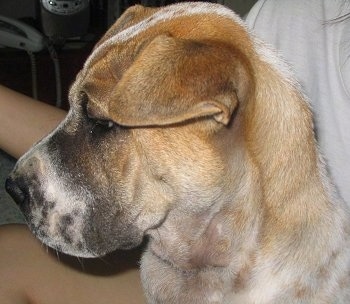 Close up - The right side of a tan with white and black Chinese Shar-Pei puppys face and it is looking to the right.