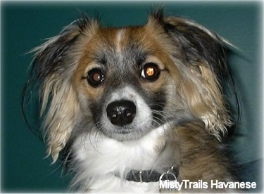 Close Up - The face of a short-haired brown and white with black Havanese