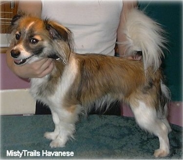 A short-haired happy looking brown and white with black Havanese is standing on a table being posed by a person in a show stack. Its mouth is open