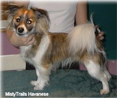 A short-haired brown and white with black Havanese is standing on a green table with a person posing it in a stack. The dog is looking at the camera. 