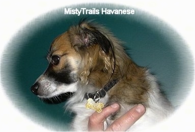 Close Up - The face of a short-haired brown and white with black Havanese is being held in the air. Its head is turned to the left. There is a white vignette around the image