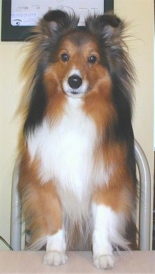 dogs like shelties