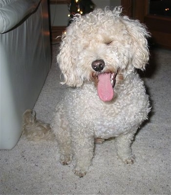 A curly coated, tan with white Shih-Poo dog is sitting on a carpeted floor, it is looking forward, its head is tilted to the left and it is panting. Its eyes are closed and the dog looks happy.