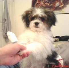 A white with black and tan Shiranian is sitting on a bed and it is looking forward. There is a persons hand grabbing the puppys paw.