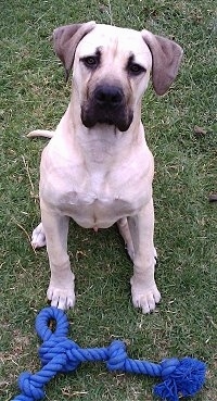 Moose the SBoerboel puppy sitting outside in front of a blue rope toy