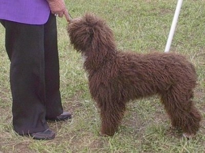 Left Profile - A brown with white Spanish Water Dog is standing across a grass surface at a dog show and it is looking up at a person in a purple jacket in front of it. The dog has a long curly coat that looks like small dreadlocks.
