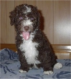 Close up - A brown with white Spanish Water Dog puppy is sitting on a blanket on a bed, it is panting and it is looking forward. It has a thick wavy coat and brown eyes.