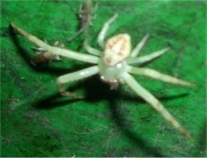 White spider on a leaf