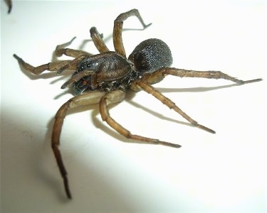 Right Profile - Wolf Spider