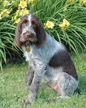 The left side of a grey with brown Spinone Italiano that is sitting on grass and it is looking forward. There is a large flower bush behind it. The dog has long soft looking drop ears and longer hair on its snout.
