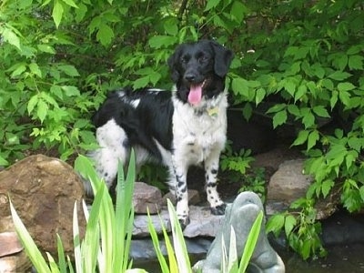 A black and white Stabyhoun dog standing across a couple of rocks and it is under a large bush. It is looking to the left and it is panting. The dog has long soft ears.