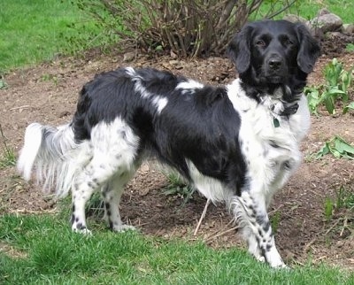 The right side of a black and white Stabyhoun dog is standing in dirt and it is looking forward. It has a long body, a long tail with long fringe hair on it and soft looking drop ears.