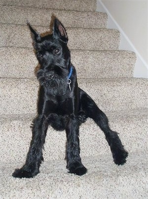 Front view - A black Standard Schnauzer puppy is sitting on a carpeted step looking down and to the left.