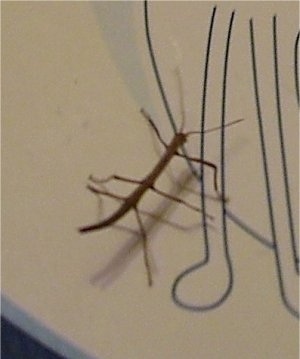 A Stick insect is crossing across a white board surface with a drawing on it.