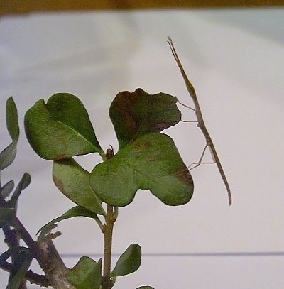 A stick insect is standing on a green leaf.