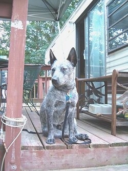 A white with gray and black Australian Stumpy Tail Cattle Dog puppy is sitting at the top of a staircase outside on the deck of a trailer. It is looking down and to the left. Its ears are wide set.