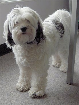 The front left side of a wavy-coated, white with black Tibetan Terrier that is standing across a carpet, it is looking forward and its head is slightly tilted. There is a metal pole to the right of it. The long hair on the dog's head looks soft and the long hair on its tail is curled up over its back.