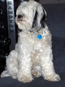 A white with black Tibetan Terrier dog sitting across a couch next to a Hampton weight rack and it is looking to the left. The dog has long hair on its long hanging ears and a wavy coat.