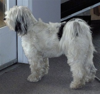 The left side of a white with black Tibetan Terrier dog standing across a carpeted surface and it is looking out of a closed door window in front of it.