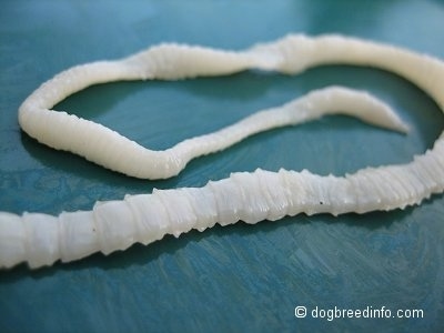 Worms in Dogs, Roundworms, tapeworms, hookworms, whip worms, heartworms  with pictures