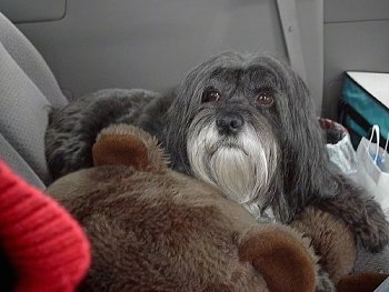 A dark-gray and white Tibetan Terrier dog laying in the backseat of a vehicle and in front of it is a brown Teddy Bear, it is looking up and forward.