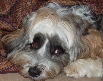 Close up head shot - A long haired, white, black and tan Tibetan Terrier is laying down, it is looking forward and it is draped by a blanket. The dogs eyes are brown.