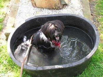 Top down view of a black with white Tibetan Terrier that is sitting in a tub of water outside looking forward, its mouth is open and it looks like it is smiling.
