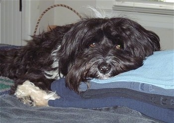 tibetan terrier mix