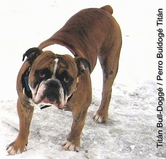 A wide, muscular brown with white and black Titán Bull-Doggé is standing in snow, it is looking up and its head is tilted to the right. The words - Titán Bull-Doggé/ Perro BulDoggé Titán - are overlayed along the right side of the image.
