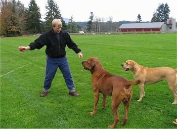 A man in a black fleece jacket is standing in a field and he is holding a red ball in his hand. There are two Tosas in front of him and they are looking at the ball in his hand.