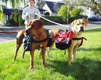 A red with white and black Tosa is standing next to a fawn Tosa, they both are wearing harnesses on their backs. There is a person in a gray sweater holding the leash behind them.