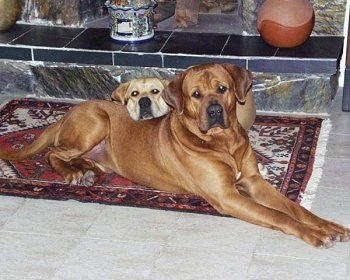 The right side of a red with white and black Tosa dog laying across a rug in front of a fireplace. There is another dog with its head on the back of the red Tosa dog.