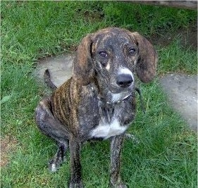 Front view - a Treeing Tennessee Brindle dog sitting in grass looking up and forward. It has brown almond shaped eyes. Its coat is dark brown brindle with a white chest and white on its snout.