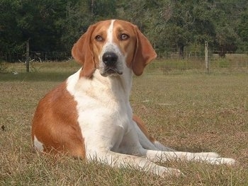 Front view - A red and white Treeing Walker Coonhound is laying in brown and green grass and it is looking to the left. It has long soft looking drop ears, a large black nose and brown almond shaped eyes.