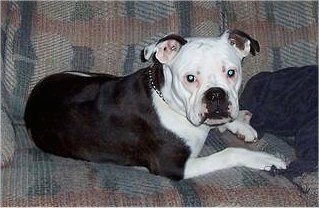The back of a black and white Valley Bulldog that is laying across a couch and it is looking forward. There is a pillow to the right of it.