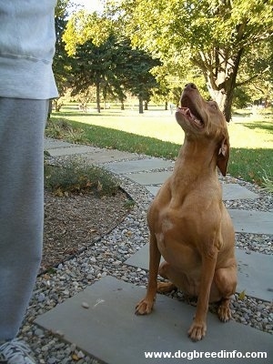 A wide chested, tan Vizsla dog sitting on a walkway  looking up, its mouth is open and there is a person standing in front of it.
