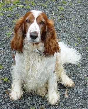 A wet wavy coated white with brown Welsh Springer Spaniel is sitting outside in gravel and it is looking forward. The dog has long brown wavy coated drop ears, a black nose and almond shaped brown eyes. It has a lot of white long fur on its fanned out tail.