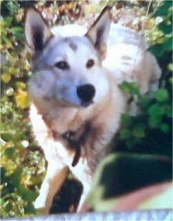 A thick coated West Siberian Laika dog is laying in grass and it is looking to the right. It has perk ears and a black nose.