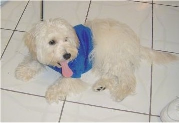 The left side of a soft coated white Westiepoo dog that is laying across a tiled floor, it is wearing a blue shirt, it is panting with its long tongue sticking out and it is looking to the right.