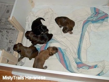 Top down view of five new born puppies that are laying on a towel in a whelping box.