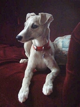 Front view - A tan with white Whippet puppy is laying on a red couch and it is looking to the left. It has ears that fold over to the front.