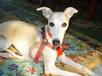 a dog breed called whippet